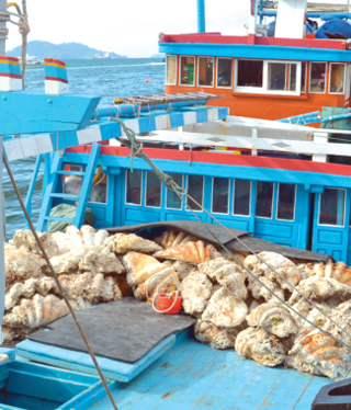 20 tonnes giant clams in Viet j-v vessel!
